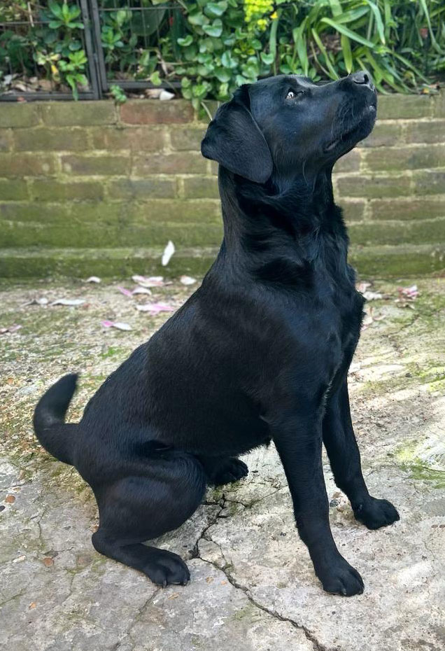 Inky Gillhambrook Black Labrador side view