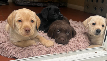 Gillhambrook Litters 2025