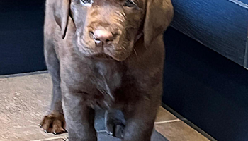 New Addition to Gillhambrook