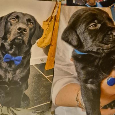 Black Labrador 2026 2