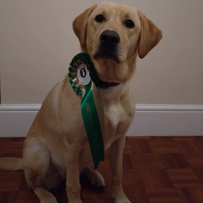 Yellow Labrador 2026 3