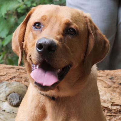 Yellow Labrador 2026 4