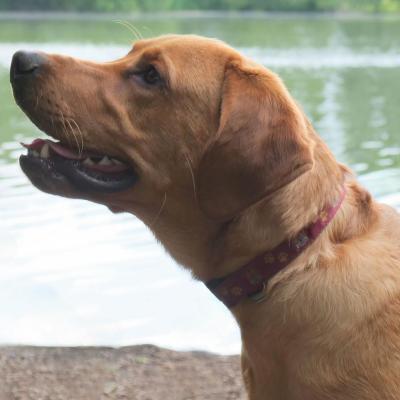 Yellow Labrador 2026 5